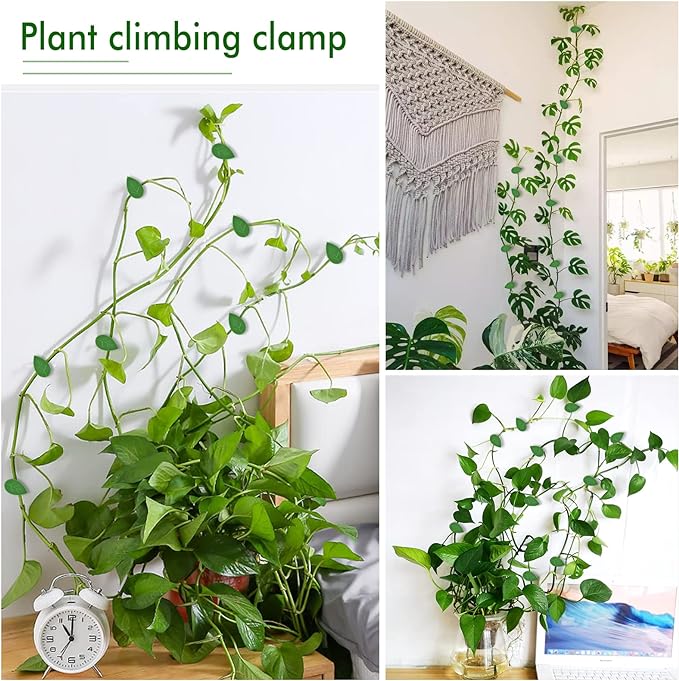 ����Plant Climbing Wall Fixture Clips || Plant Support Clips���� BUY 30 & GET 30 FREE || 60 PCS